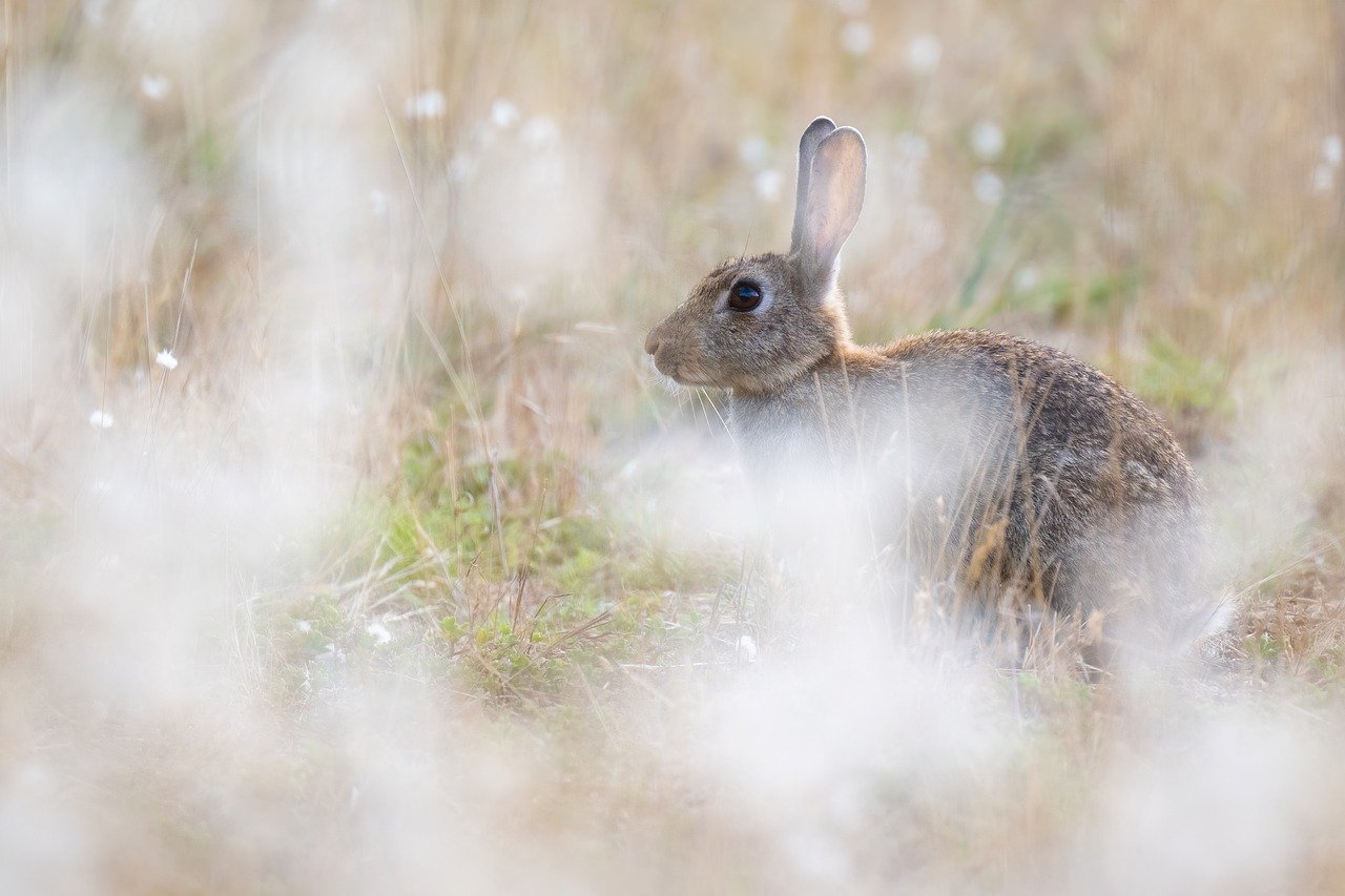 rabbit, bunny, animal-7725985.jpg